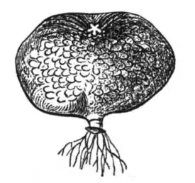 Clistosaccus paguri (Akentrogonida)