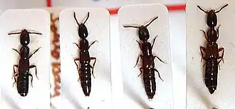 Xantholinus linearis