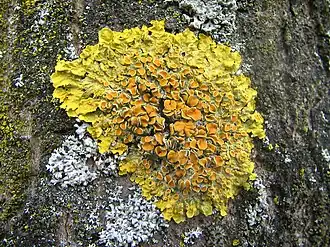 Xanthoria parietina