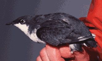 Synthliboramphus hypoleucus