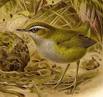 Кустарниковый новозеландский крапивник (Xenicus longipes)