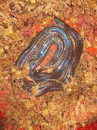 Xenopeltis unicolor
