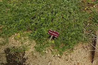 Xerosicyos pubescens