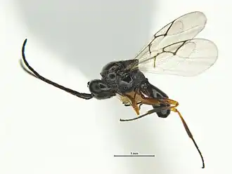 Наездник Xyalaspis sp.