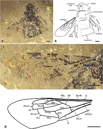 Самка, голотип