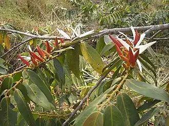 Ксилопия ароматная