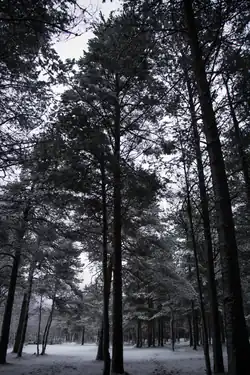 Деревья в сосновом бору