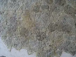 Цепочка следов ёргии, «пасущейся» на мате, заканчивающаяся останками самого организма (справа)