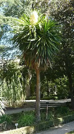 Yucca gigantea