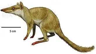 Реконструкция Zalambdalestes lechei