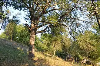 Запис «Груша Денича»