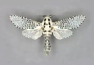 Древесница въедливая