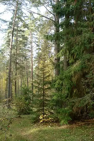 Хвойный лес около Жекино - памятник природы