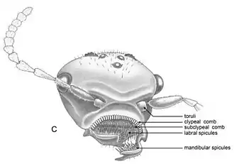 Голова спереди