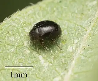Zilus aterrimus
