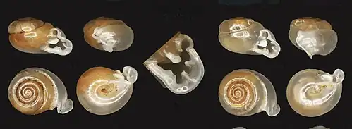 Раковина Perrottetia aquilonaris. Левая раковина — голотип с шириной раковины 6,6 мм и высотой раковины 3,9 мм. Правая раковина — паратип