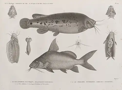 1. Электрический сом (Malapterurus electricus);  2. Внутренние органы брюшной полости, 3. Туловище и скелет, 4. Плавательный пузырь;  5.6. Сомик расписной (Pimelodus synodontus)