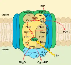 Фотосистема II6 мая 2015