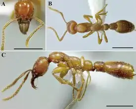 Рабочий (линия = 1 мм)