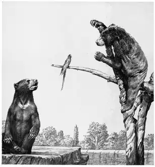 Медведи в зоопарке