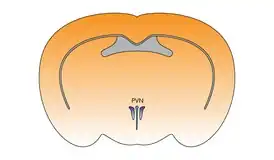 Паравентрикулярное ядро гипоталамуса в мозге мыши